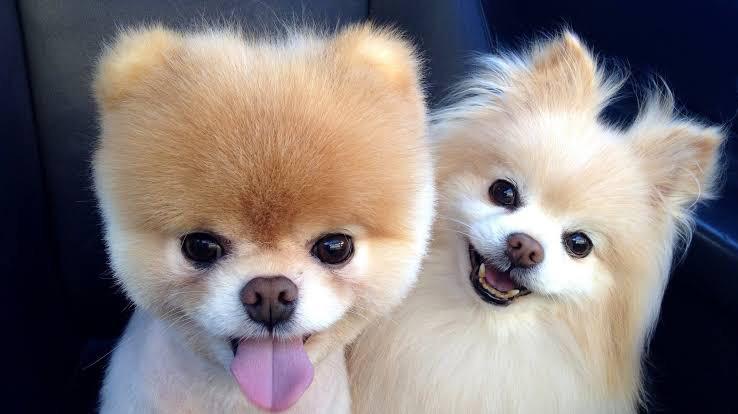 Illustration de l'article : 15 chiens aux sourires charmants qui illumineront votre journée