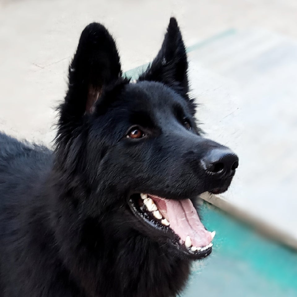Illustration de l'article : 15 chiens aux sourires charmants qui illumineront votre journée