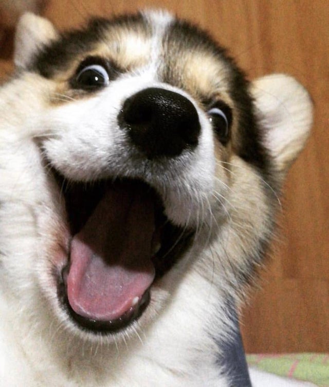 Illustration de l'article : 15 chiens aux sourires charmants qui illumineront votre journée