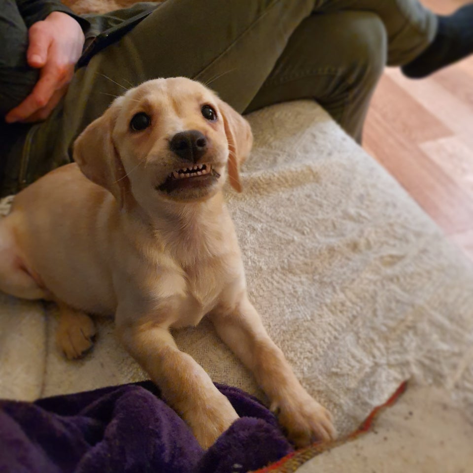 Illustration de l'article : 15 chiens aux sourires charmants qui illumineront votre journée