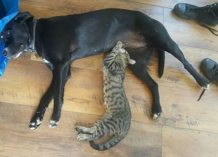 Illustration de l'article : 14 animaux prêts à tout pour rendre heureux les personnes qu'ils aiment quelles que soient leurs origines