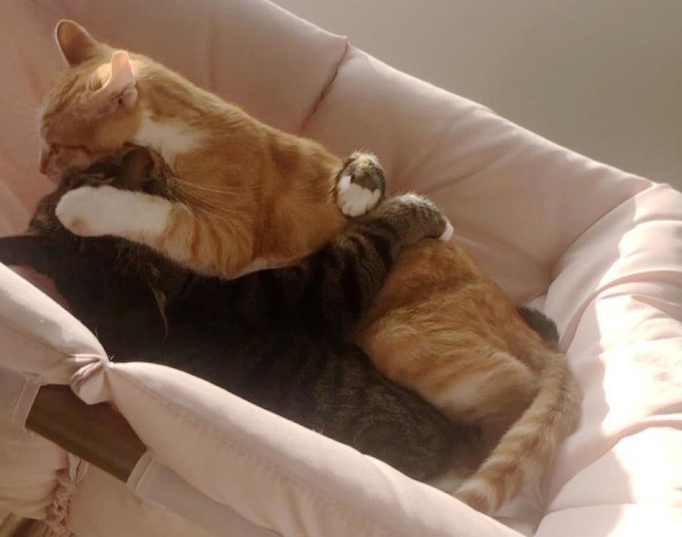 Illustration de l'article : Ce chaton errant fait tout son possible pour être adopté par le chat de sa famille d'accueil 