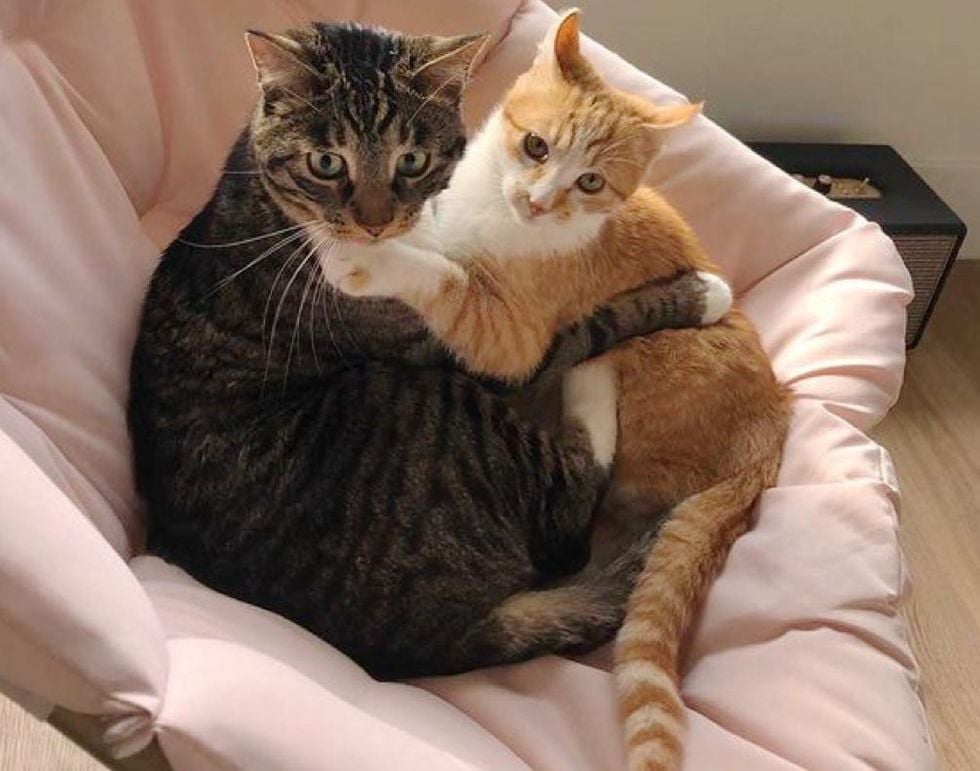 Illustration de l'article : Ce chaton errant fait tout son possible pour être adopté par le chat de sa famille d'accueil 
