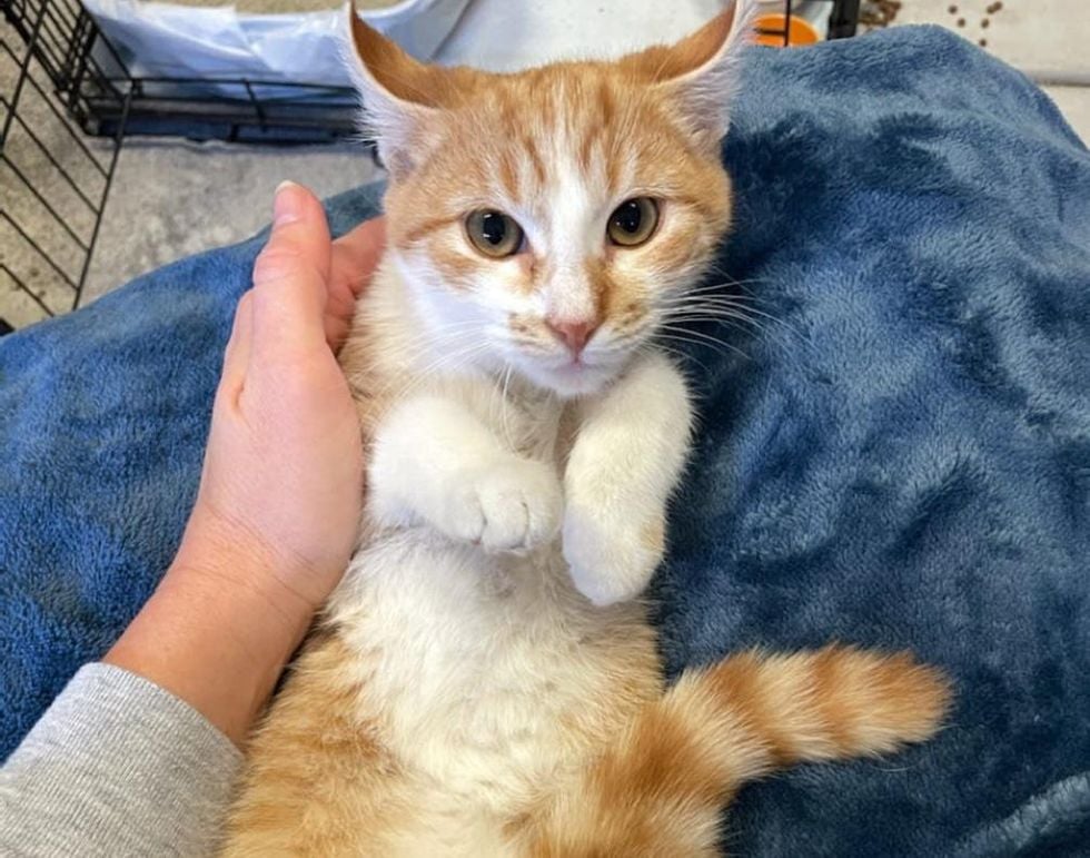 Illustration de l'article : Ce chaton errant fait tout son possible pour être adopté par le chat de sa famille d'accueil 