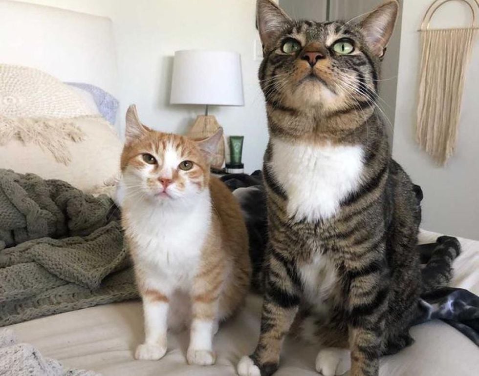 Illustration de l'article : Ce chaton errant fait tout son possible pour être adopté par le chat de sa famille d'accueil 