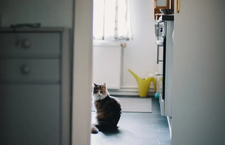 Illustration de l'article : 10 astuces pour garder votre maison propre en présence d'animaux de compagnie