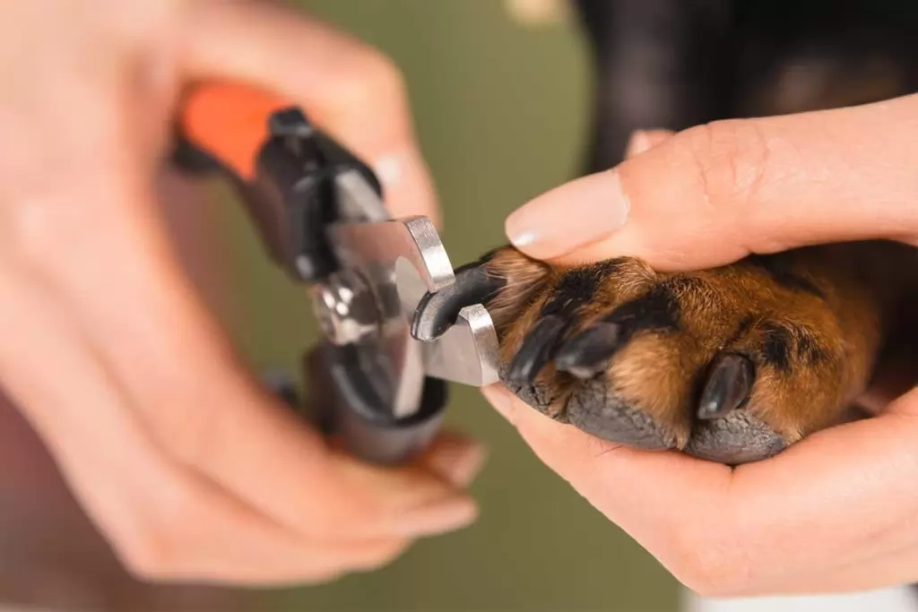 Illustration de l'article : 10 astuces pour garder votre maison propre en présence d'animaux de compagnie