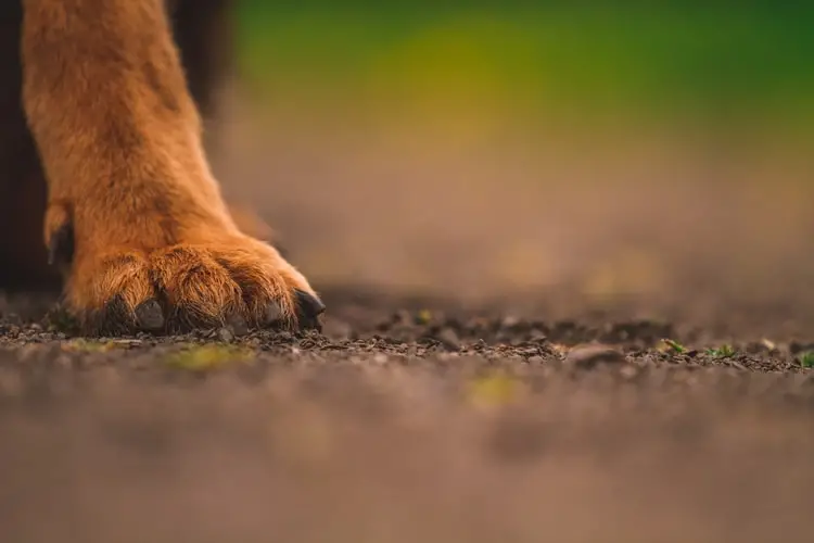 Illustration de l'article : 10 astuces pour garder votre maison propre en présence d'animaux de compagnie