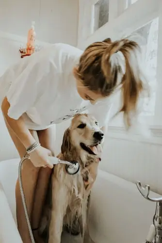 Illustration de l'article : 10 astuces pour garder votre maison propre en présence d'animaux de compagnie