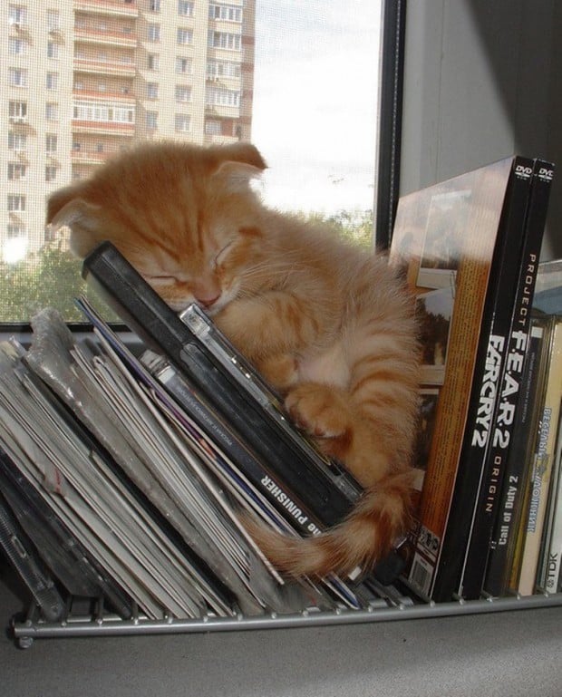 Illustration de l'article : 20 chats faisant la sieste qui vous feront sourire