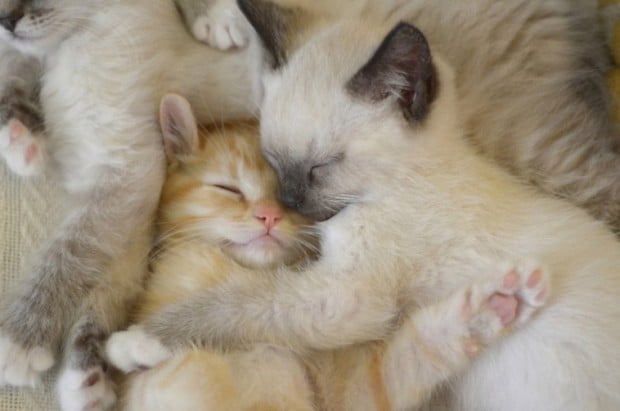 Illustration de l'article : 20 chats faisant la sieste qui vous feront sourire