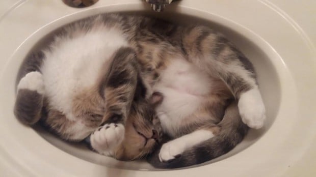 Illustration de l'article : 20 chats faisant la sieste qui vous feront sourire