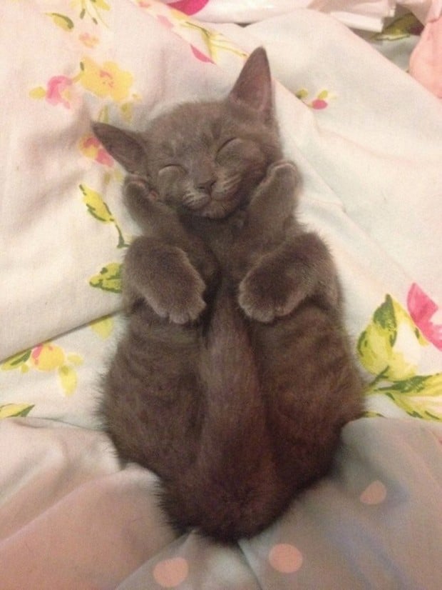 Illustration de l'article : 20 chats faisant la sieste qui vous feront sourire