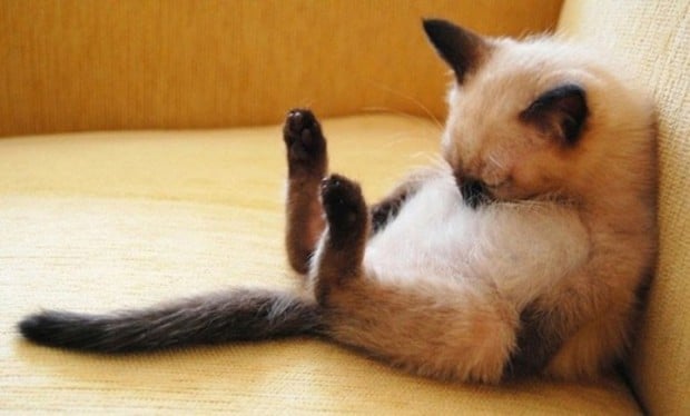 Illustration de l'article : 20 chats faisant la sieste qui vous feront sourire