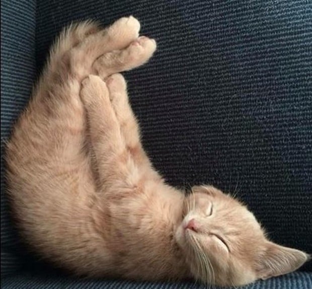 Illustration de l'article : 20 chats faisant la sieste qui vous feront sourire