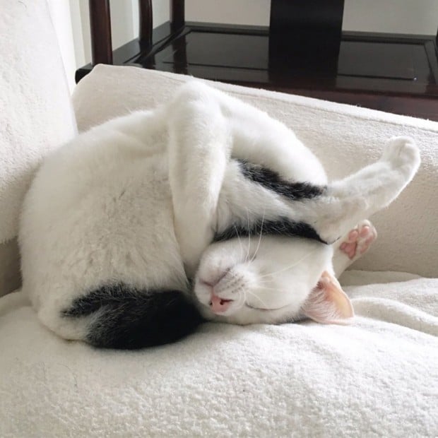 Illustration de l'article : 20 chats faisant la sieste qui vous feront sourire