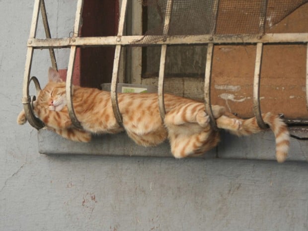 Illustration de l'article : 20 chats faisant la sieste qui vous feront sourire