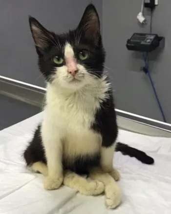 Un Chaton Paralyse Et Esseule Se Lie D Amitie Avec Un Chat A 3 Pattes Des Son Arrivee Au Refuge