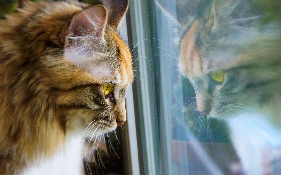 Illustration de l'article : A cause du confinement, les chats auraient de plus en plus de mal à tolérer la présence de leurs propriétaires