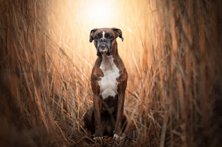 Illustration de l'article : 20 superbes photos d'un Boxer adorant partir en randonnée