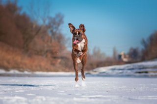 Illustration de l'article : 20 superbes photos d'un Boxer adorant partir en randonnée