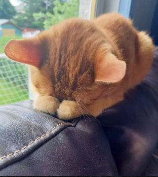 Illustration de l'article : Ces 17 photos de chats vous aideront à chasser vos pensée négatives !