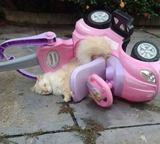Illustration de l'article : Ces 20 photos déjantées qui vous feront davantage aimer les chats