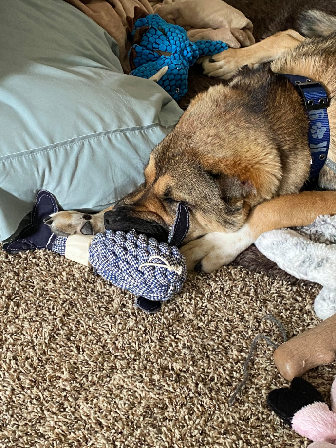 Un vétéran décide d'adopter un chien sans oreilles vivant