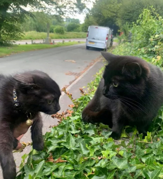 Illustration de l'article : 15 photos montrant à quel point nos compagnons à 4 pattes peuvent être drôles