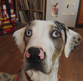 Illustration de l'article : 18 chats et chiens uniques en leur genre !