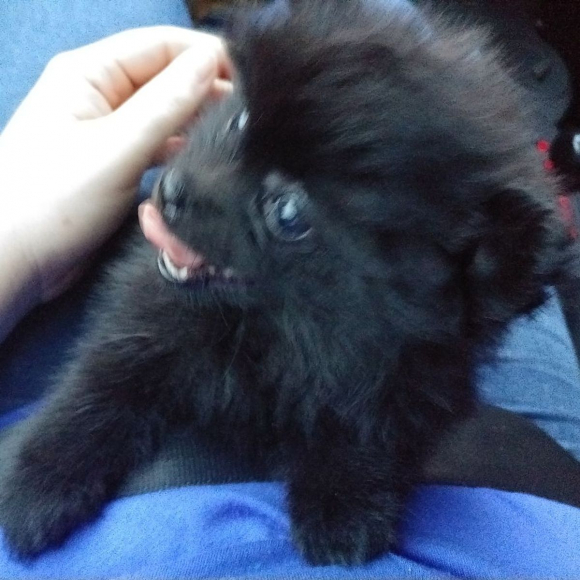 corolle mon premier bebe