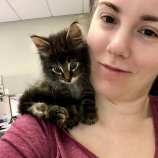 Illustration de l'article : Un chaton errant conquiert le coeur d'une employée de bureau