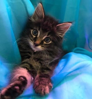 Illustration de l'article : Un chaton errant conquiert le coeur d'une employée de bureau
