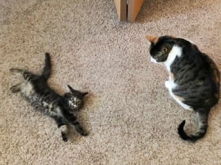 Illustration de l'article : Un chaton errant conquiert le coeur d'une employée de bureau