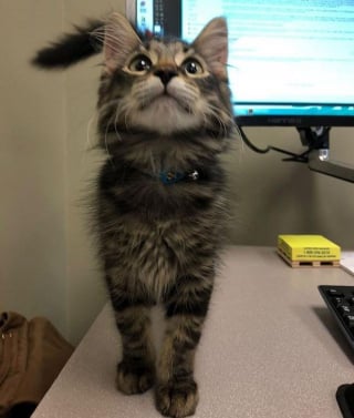Illustration de l'article : Un chaton errant conquiert le coeur d'une employée de bureau