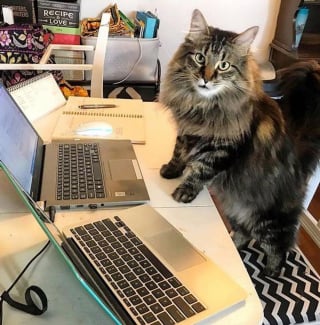 Illustration de l'article : Un chaton errant conquiert le coeur d'une employée de bureau