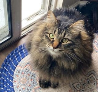 Illustration de l'article : Un chaton errant conquiert le coeur d'une employée de bureau