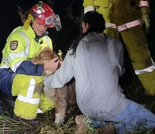 Illustration de l'article : La chute d’un chien dans un puits de mine nécessite l'intervention de plusieurs unités de pompiers