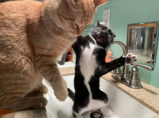 Illustration de l'article : Ces 15 photos de chats constituent un excellent remède contre la mauvaise humeur