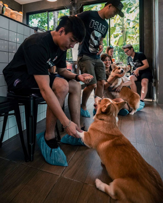 Illustration de l'article : 13 photos adorables illustrant le quotidien d'une famille de Corgis dans un café