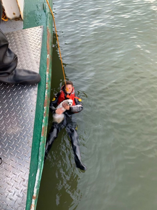 Illustration de l'article : Double sauvetage : un propriétaire secouru par les pompiers après avoir tenté de récupérer son chien tombé dans une rivière