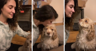 Illustration de l'article : 20 réactions mignonnes et amusantes d'animaux après avoir reçu un baiser inattendu