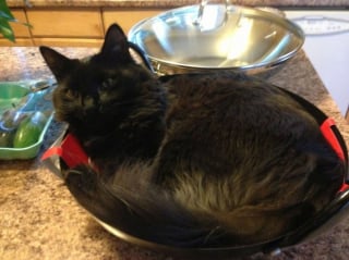 Illustration de l'article : Ces 9 chats ont trouvé l'accessoire parfait pour dormir dans la cuisine