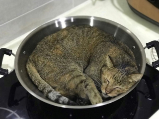 Illustration de l'article : Ces 9 chats ont trouvé l'accessoire parfait pour dormir dans la cuisine