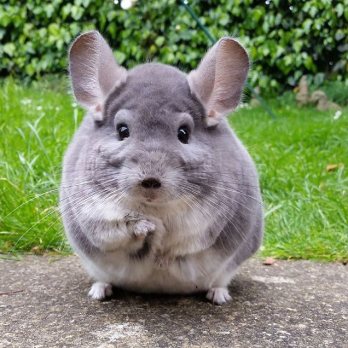 15 photos adorables de chinchillas doux et ronds