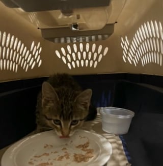 Illustration de l'article : Les employés d'un magasin unissent leurs forces pour récupérer un chat piégé dans une bouche d'égout