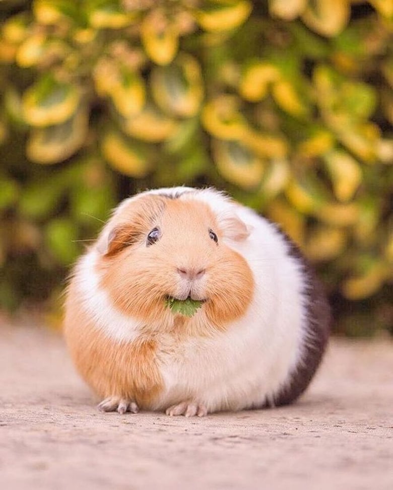 Un Cochon D'inde Seul Est Il Heureux
