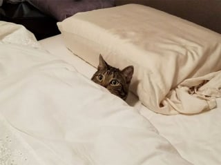 Illustration de l'article : 20 photos attendrissantes de chats bien installés sous la couverture