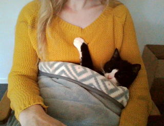 Illustration de l'article : 20 photos attendrissantes de chats bien installés sous la couverture