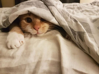 Illustration de l'article : 20 photos attendrissantes de chats bien installés sous la couverture